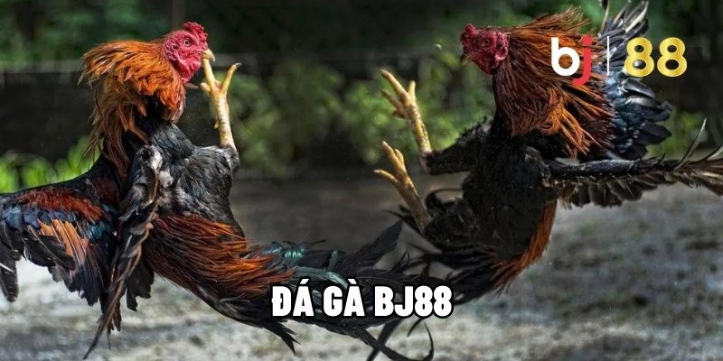 Đá Gà BJ88 - Chiến Trường Nảy Lửa, Nhận Thưởng Lớn Liền Tay 1 Đá gà BJ88