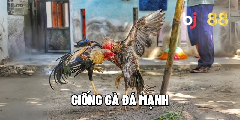 Giống Gà Đá Mạnh Bền Bỉ - Lực Đá Tốt Nhất Hiện Nay Tại BJ88 1 giống gà đá mạnh
