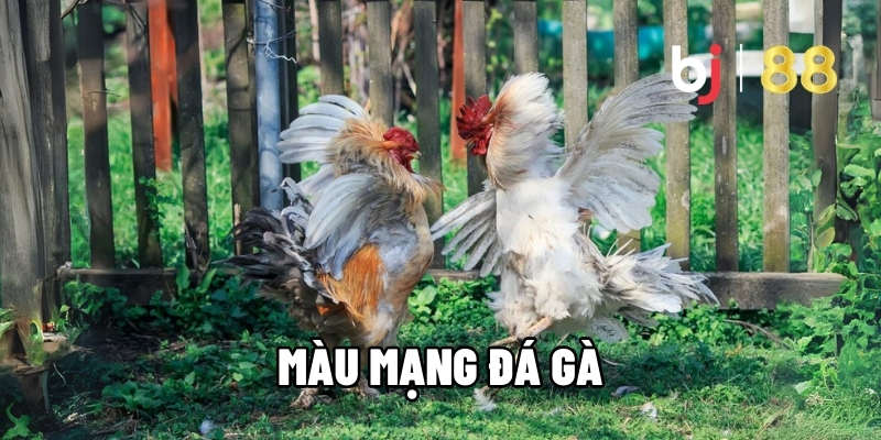 Màu Mạng Gà Đá - Cao Thủ Truyền Lại Bí Kíp Thắng Đậm BJ88 1 Màu mạng gà đá