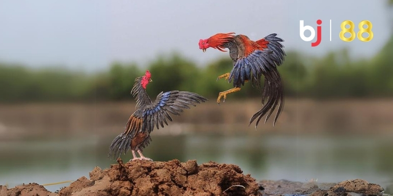 Màu Mạng Gà Đá - Cao Thủ Truyền Lại Bí Kíp Thắng Đậm BJ88 3 Nhận biết màu mạng gà đá giúp cược thủ chiếm ưu thế