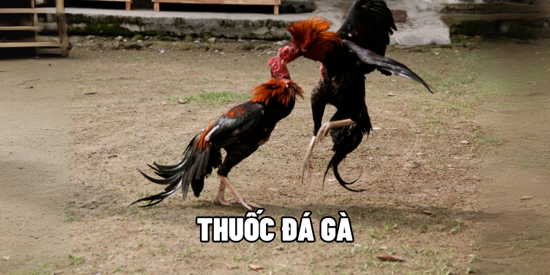 Thuốc Đá Gà - Bí Kíp Tăng Lực Chiến Kê Xung Trận Bất Bại Tại BJ88 1 thuốc đá gà
